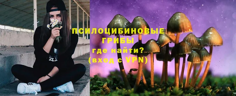 Галлюциногенные грибы Psilocybine cubensis  Надым 